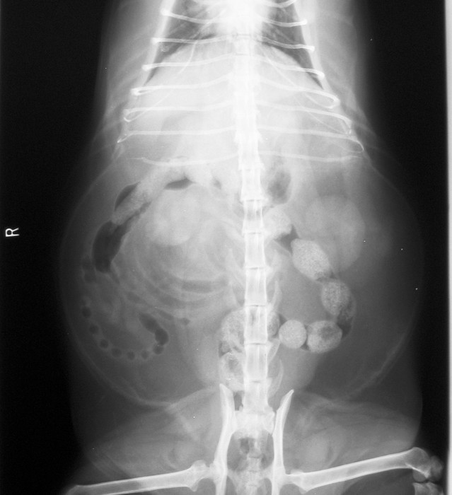 dangerous belly fat or visceral fat on an x-ray cat