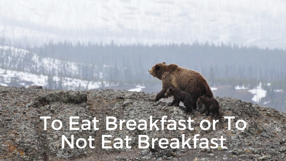 To Eat Breakfast or to Not Eat Breakfast: mom bear and cubs search for food